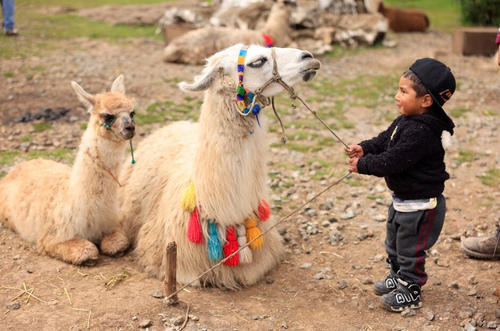 Podrán disfrutar de las llamas y alpacas nacidas en esta región. (Foto: José Gómez/Colaborador)