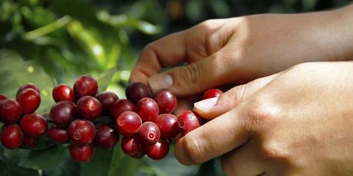 Conoce Chicacao: Entre el cacao sagrado y su historia en Guatemala. (Foto: Cortesía/AGN)