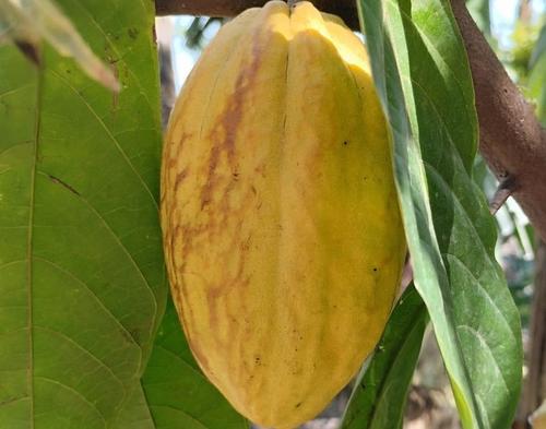 El cacao se da en las tierras de Chicacao. (Foto: Cortesía/Chocolate Chicacao)