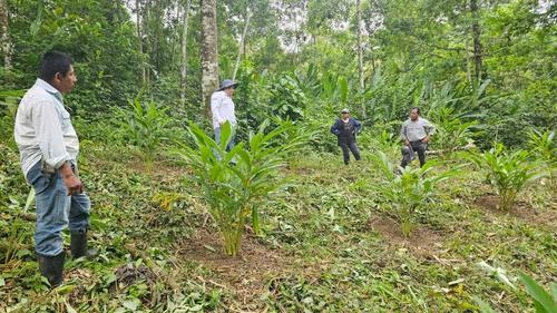 Las plantaciones de cardamomo son parte de la producción local. (Foto: Cortesía/Gtelizabeth Chen Chuc)