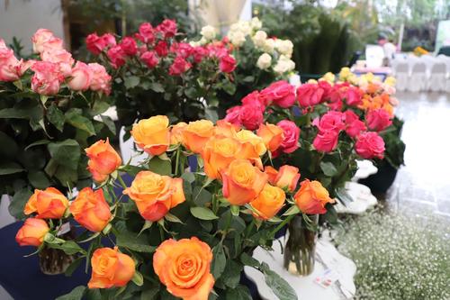 Las rosas cortadas son el producto que representa el 79% del total exportado. (Foto: Agexport/Soy502)