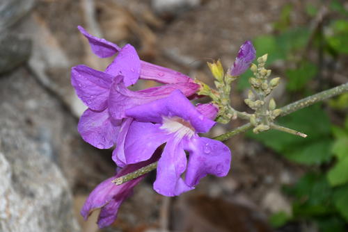 Esta planta trepadora es conocida comúnmente como "bejuco ajillo" o "ajo sacha" debido al ligero olor a ajo que desprenden sus hojas al frotarse. (Foto: Juan Carlos Aquino/Colaborador)
