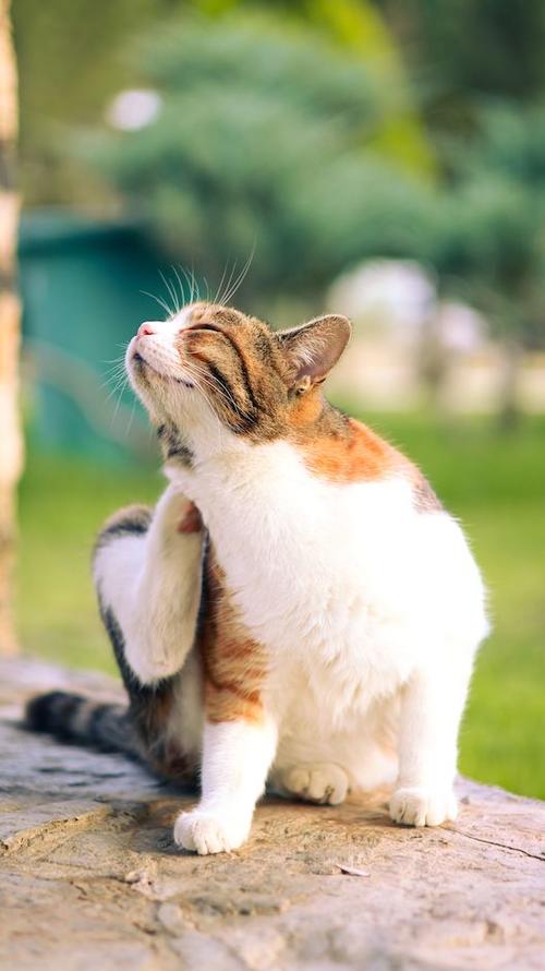 Los gatos también tienen pulgas, pero debes tener cuidado porque debido a que se acicalan su tratamiento es específico. (Foto: Pexels)