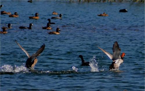 El sonido ronco de la gallareta, otra especie migratoria, evoca al ave desaparecida. (Foto: Alfonso Guárquez/Colaborador)