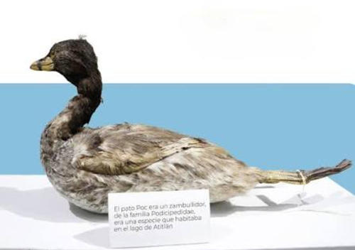 Un ejemplar disecado se conserva en el Museo de Historia Natural Jorge A. Ibarra. (Foto: RR SS)