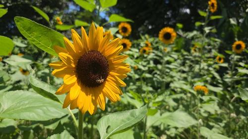 En Cultivos y Girasoles de Chocolá, cada flor representa el esfuerzo de una familia que apuesta por el turismo y el desarrollo local. (Foto: Surama Rodas/Colaboradora)