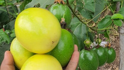 La plantación de maracuyá en Cultivos y Girasoles de Chocolá. (Foto: Surama Rodas/Colaboradora)