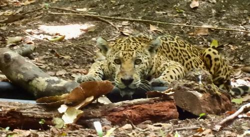 jaguar, mira, cámara, cara, encuentro, soy502, Guatemala, noticias 3