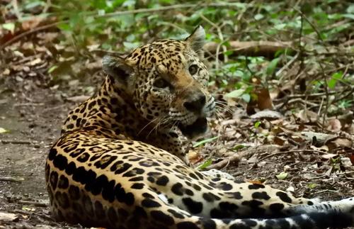 jaguar, mira, cámara, cara, encuentro, soy502, Guatemala, noticias 4