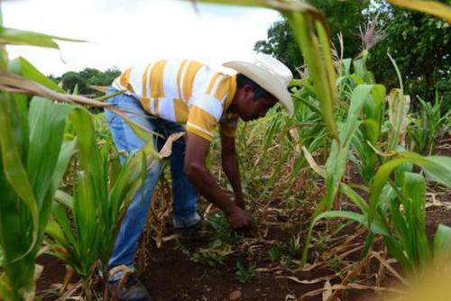 El MAGA contempla apoyar a unos 9,000 agricultores con semillas e insumos para riego. (Foto: Archivo/Soy502)