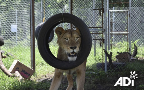 Cinco leones y 15 tigres de Bengala ahora cuentan con espacios acondicionados, alimentación y atención veterinaria. (Foto: MAGA)