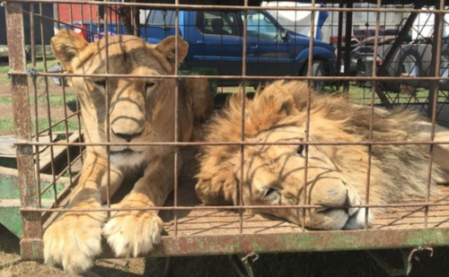 Los felinos fueron rescatados de circos en Guatemala y fueron llevados a santuarios en el extranjero. (Foto: MAGA)