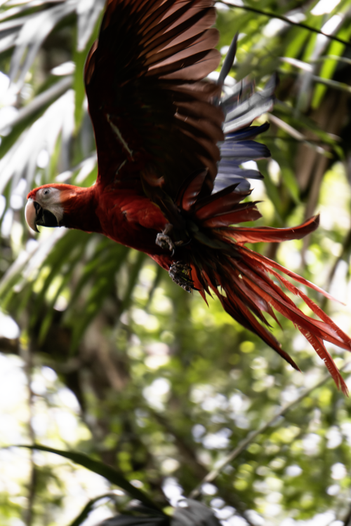 guacamaya captada zona 16 que hacer soy502 guatemala noticias 2