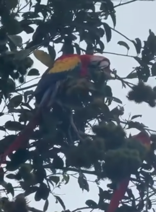 guacamaya captada zona 16 que hacer soy502 guatemala noticias 2