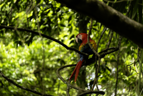 guacamaya captada zona 16 que hacer soy502 guatemala noticias 4