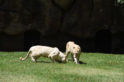 Leon Blanco, sudafrica, cachorros, Zoo La Aurora, soy502, Guatemala, noticias 3