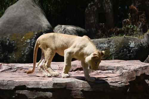 Leon Blanco, sudafrica, cachorros, Zoo La Aurora, soy502, Guatemala, noticias 4