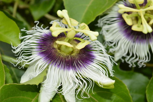 La planta florece de 12:00 a 1:00 de la tarde, por lo que requiere atención para polinizarla. (Foto: Juan Carlos Aquino/Colaborador)
