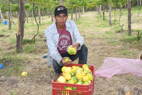 El fruto se destina en su mayoría a mercados de la capital. (Foto: Juan Carlos Aquino/Colaborador)