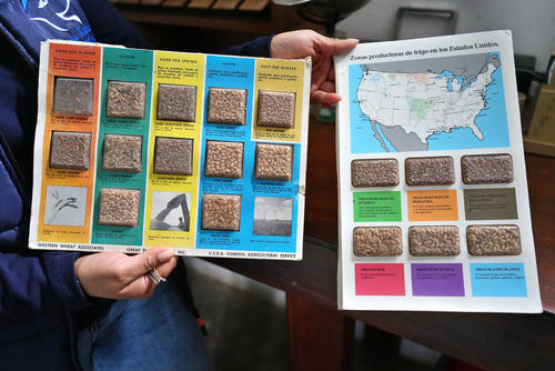 Tipo de semillas de trigo y su distribución geográfica. (Foto: Julio Bala/Colaborador)