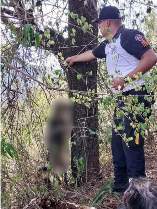 El animal fue colgado de una cuerda. (Foto vía: Bomberos Voluntarios)
