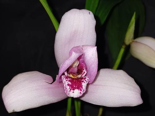 La ABO coordina los preparativos de la XXXIII Exposición Nacional de Orquídeas en Salamá. (Foto: ABO)