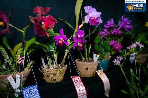 La diversidad de especies es uno de los atractivos de la exposición nacional. (Foto: Municipalidad de Salamá)