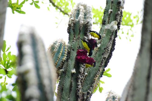 El cactus cabeza de viejo con su tuna: un recurso que las aves aprovechan para alimentarse. (Foto: Juan Carlos Aquino)