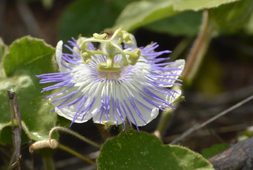 La Flor de Passiflora Foetida, también conocida como maracuyá silvestre, puede ser vista en el recorrido. (Foto: Juan Carlos Aquino)