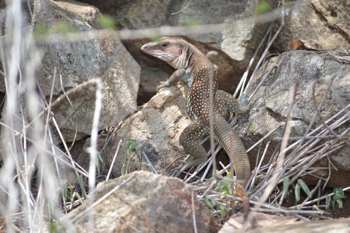 Este reptil es un huico gigante (Aspidoscelis motaguae), conocido por sus manchas claras; en Zacapa se le conoce como polvorín. (Foto: Juan Carlos Aquino)