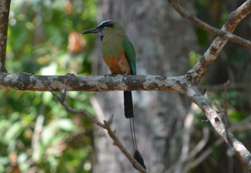 Momoto cejiazul (Eumomota superciliosa), conocido como torogoz en El Salvador y guardabarranco en Nicaragua. (Foto: Juan Carlos Aquino)