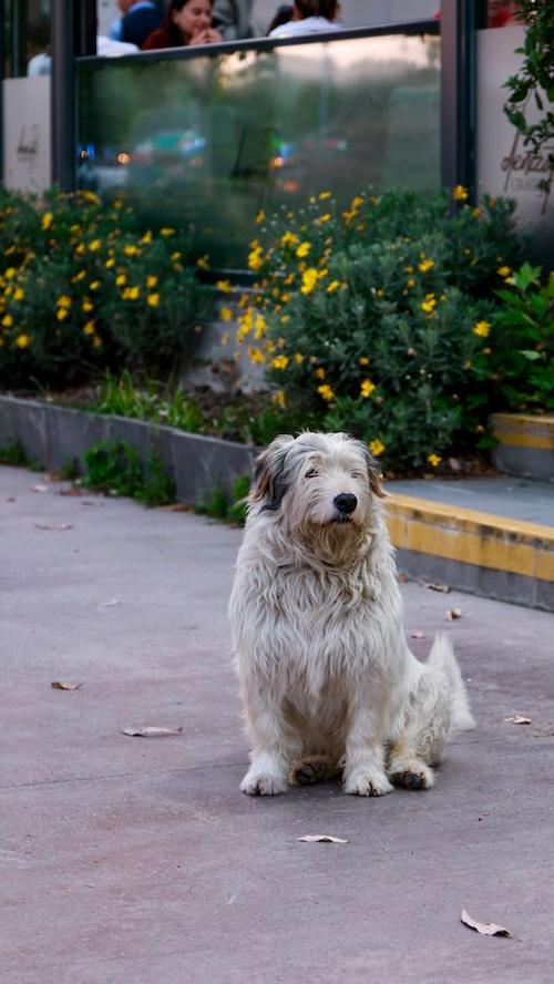 Mascota, perdida, busqueda, Guatemala, soy502, noticias 1