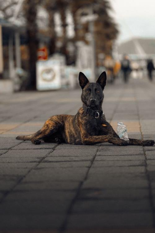 Mascota, perdida, busqueda, Guatemala, soy502, noticias 2