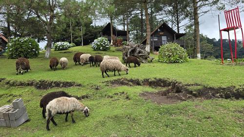 El lugar también cuenta con diversos animales a los que pueden alimentar. (Foto: FB/Parque Ecológico Pino Dulce)