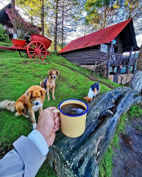 Además, puedes ir con tus mascotas, ya que el sitio es pet friendly. (Foto: Parque Ecológico Pino Dulce)