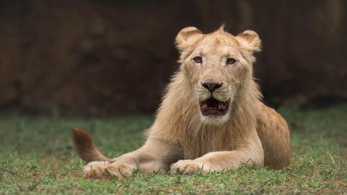 Zoo la Aurora, conservación, carrera, 5K, Guatemala, Soy502, noticias 3