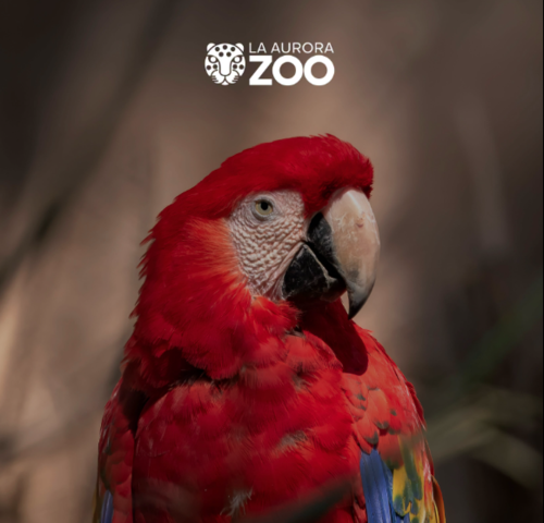 Zoo la Aurora, conservación, carrera, 5K, Guatemala, Soy502, noticias 5