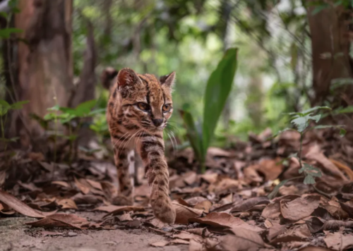 Leopardus tilcayo, especie, nueva, bolivia, soy502, guatemala, noticias 1