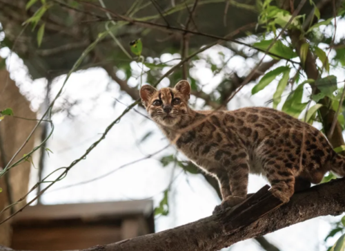 Leopardus tilcayo, especie, nueva, bolivia, soy502, guatemala, noticias 2