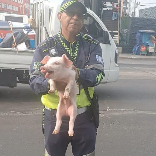 (Foto vía: Policía Municipal de Tránsito)