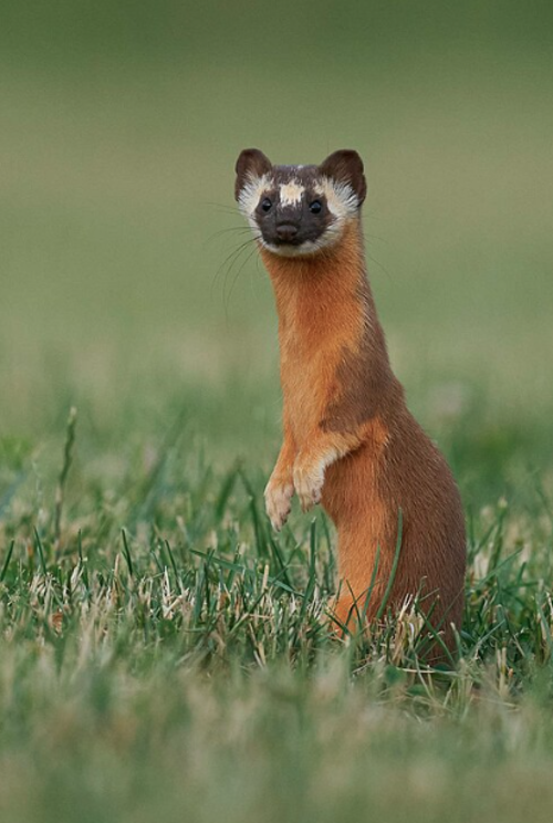 Comadreja cola larga, solola, especie, Guatemala, noticias, soy502 2