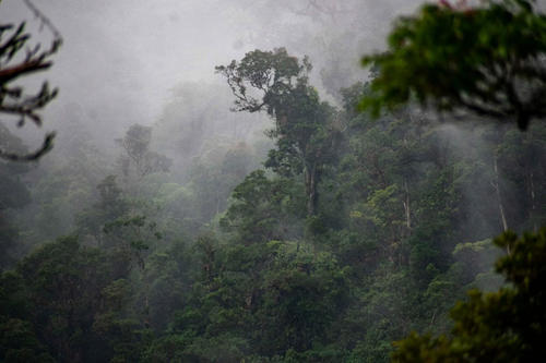 Mario Dary Rivera impulsó la creación del Biotopo para la Conservación del Quetzal en Baja Verapaz. (Foto: Biotopo del Quetzal)