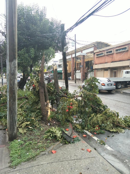 Un árbol y un poste fueron derribados tras accidente. (Foto: PMT)