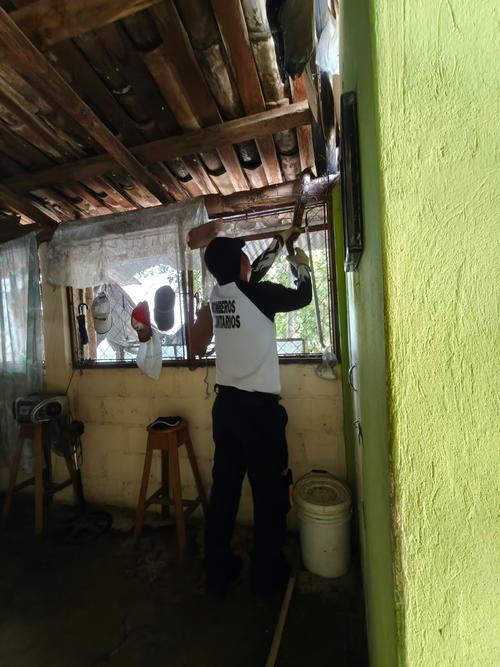 Bomberos recomiendan llamarlos cuando se presentan estas situaciones ya que están capacitados para retirar a estos ejemplares. (Foto: CVB)