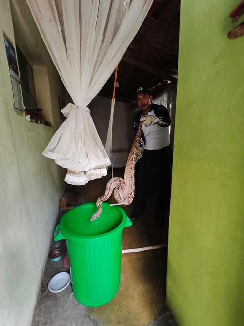 La serpiente de gran tamaño fue localizada en el interior de una residencia en El Progreso. (Foto: CVB)