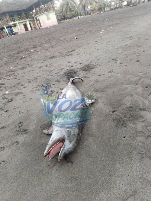 El delfín fue hallado sin vida en una playa de Sipacate, Escuintla. (Foto: La Voz de Sipacate)
