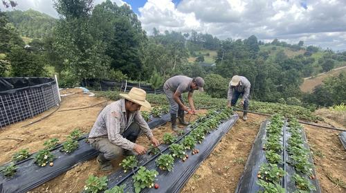 Varios productores de fresas apuestan al sistema de riego por goteo. (Foto: Carlos Sotz)