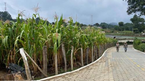 La falta de agua también impactó en todo el proceso de crecimiento de la milpa. (Foto: Carlos Sotz)