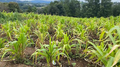 Se estiman daños en 978 hectáreas de terreno, valorados en 10 millones 112 mil quetzales. (Foto: Carlos Sotz)