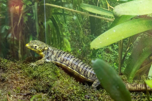 Dragoncito Jalapa, patrimonio natural, protegido, soy502, guatemala, noticias